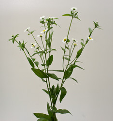 Similar image 858769