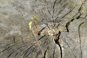 Similar image 858917