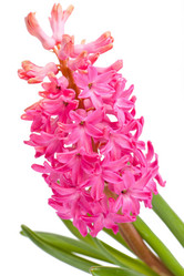 Similar image 858962