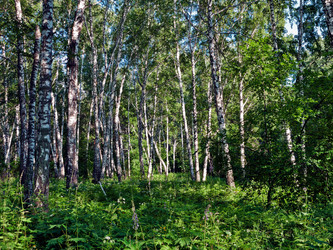 Similar image 859440