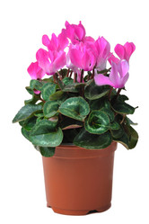 Similar image 859544