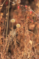 Similar image 859838