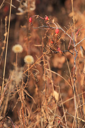 Similar image 859839