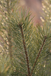 Similar image 860092