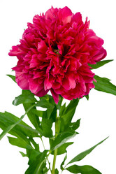 Similar image 860694