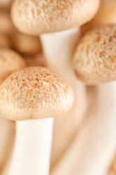 Similar image 861294