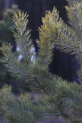 Similar image 861436