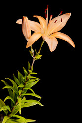 Similar image 862954