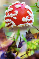 Similar image 863283