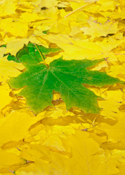 Similar image 863411