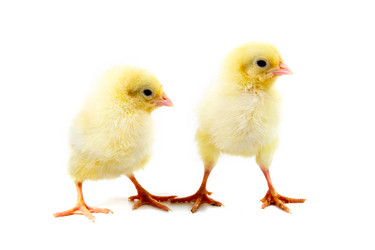 Similar image 863483