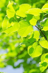 Similar image 863664