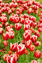 Similar image 864162