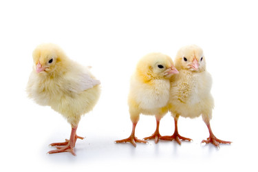 Similar image 864269