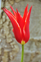 Similar image 864271