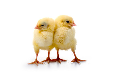 Similar image 864283