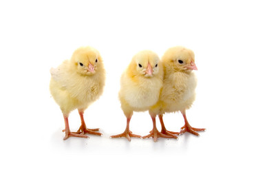 Similar image 864287