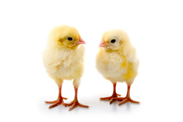 Similar image 864327