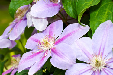 Similar image 864384