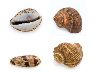 Similar image 864396