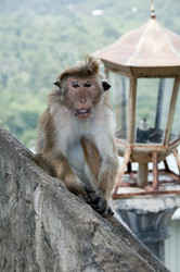 Similar image 864498