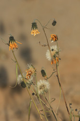 Similar image 865302