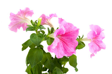 Similar image 865446