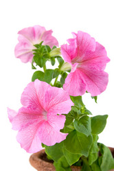 Similar image 865453