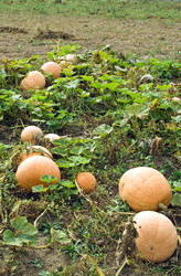 Similar image 865517