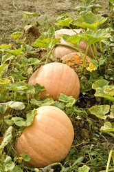 Similar image 865520