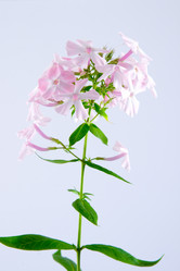 Similar image 865522