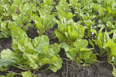 Similar image 865523