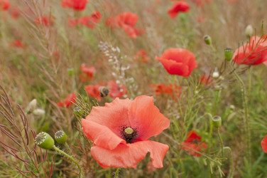 Similar image 865527