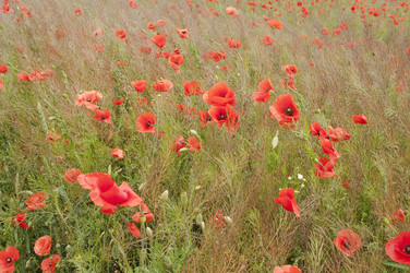 Similar image 865528