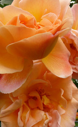 Similar image 865884