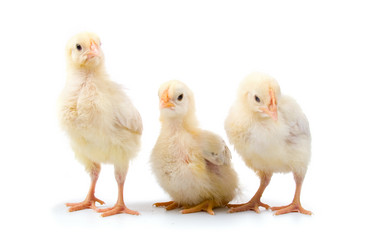 Similar image 866253