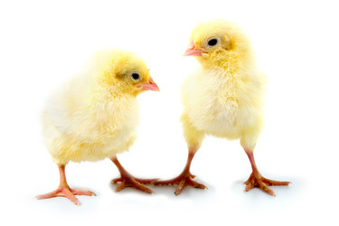 Similar image 866254