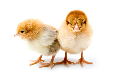 Similar image 866272