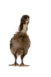 Similar image 866277