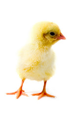 Similar image 866279