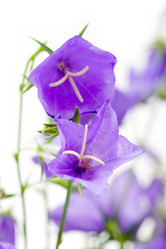 Similar image 866327