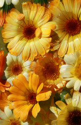 Similar image 866697