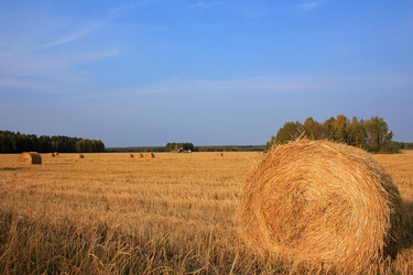 Similar image 867196