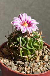 Similar image 867239