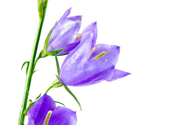 Similar image 867370