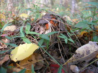 Similar image 867379