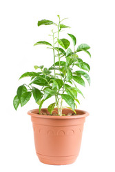 Similar image 868136