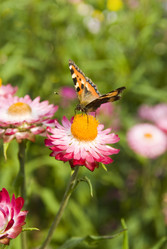 Similar image 868470