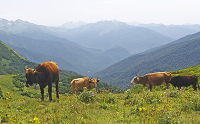 Similar image 868787