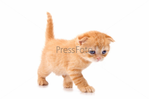 Рыжий шотландский кот (53 фото) | Котята, Шотландские вислоухие котята, Пушистый кот